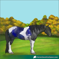 Horse Color:Brown Tobiano 