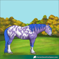 Horse Color:Gray Watercolor Grullo Sabino Appaloosa