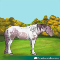 Horse Color:White Spotted Brown Pearl Dun Tobiano 