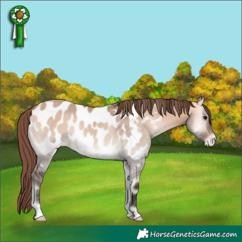 Horse Color:Buckskin Onyx Appaloosa 