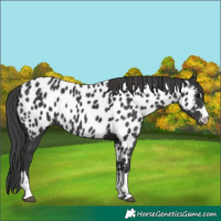 Horse Color:Black Near Leopard 
