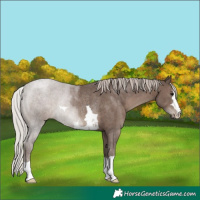 Horse Color:Silver Black Rabicano