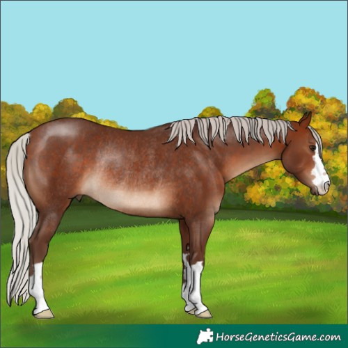 Horse Color:Silver Brown Rabicano
