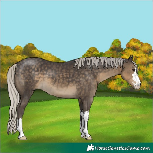 Horse Color:Silver Smoky Black