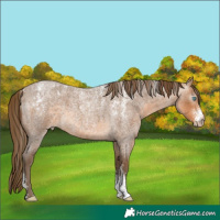 Horse Color:Powder White Gray Perlino Roan 