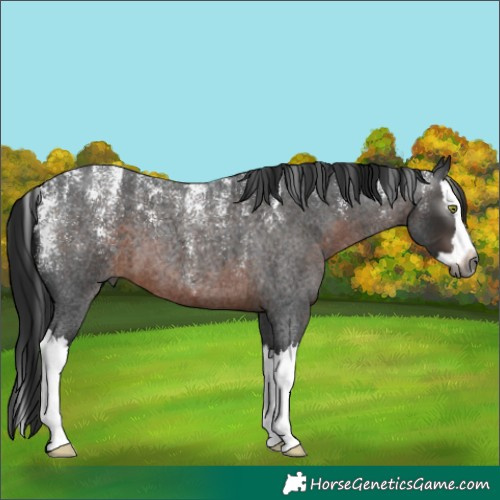 Horse Color:Powder White Gray Brown Roan Splash
