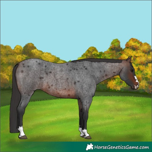 Horse Color:Brown Roan 