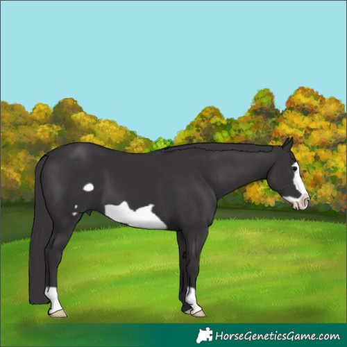 Horse Color:Smoky Black Frame