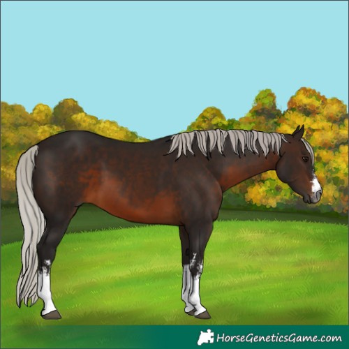 Horse Color:Gray White Spotted Silver Brown 
