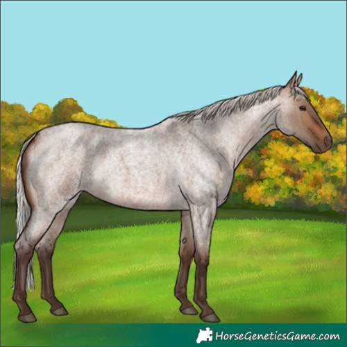 Horse Color:Silver Brown Roan Dun 