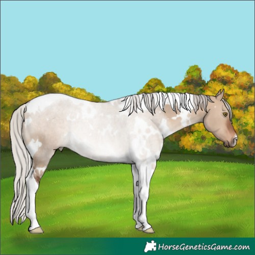 Horse Color:White Spotted Silver Brown Dun Tobiano Rabicano 
