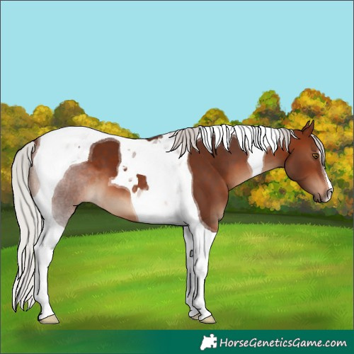 Horse Color:Silver Brown Tobiano 