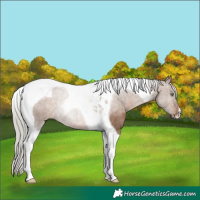Horse Color:Silver Brown Dun Tobiano Rabicano