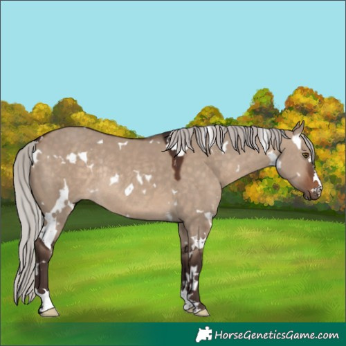Horse Color:White Spotted Silver Brown Dun Rabicano 