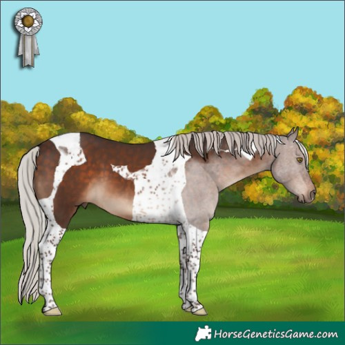 Horse Color:Silver Brown Tobiano 