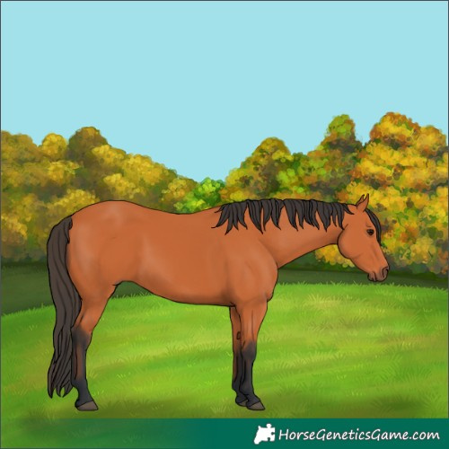 Horse Color:Bay 
