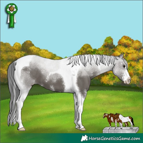 Horse Color:Grullo Sabino Tobiano 