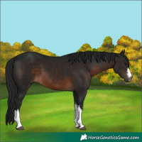 Horse Color:Gray White Spotted Brown 