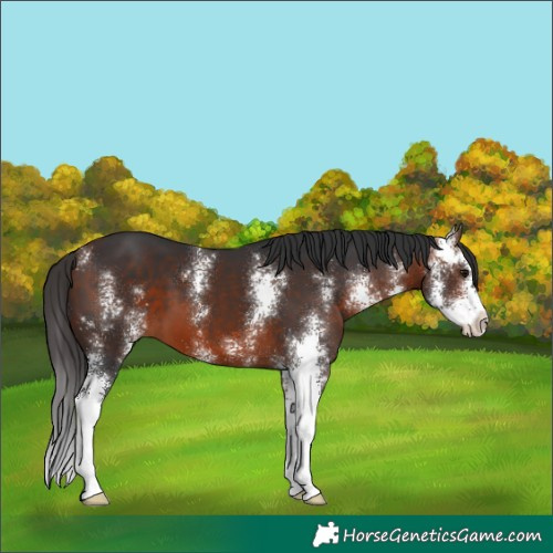 Horse Color:Bay Sabino 