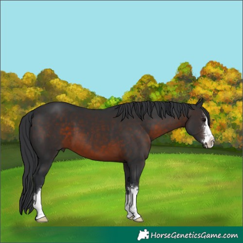 Horse Color:Brown 