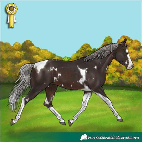 Horse Color:White Spotted Silver Brown Splash Tobiano