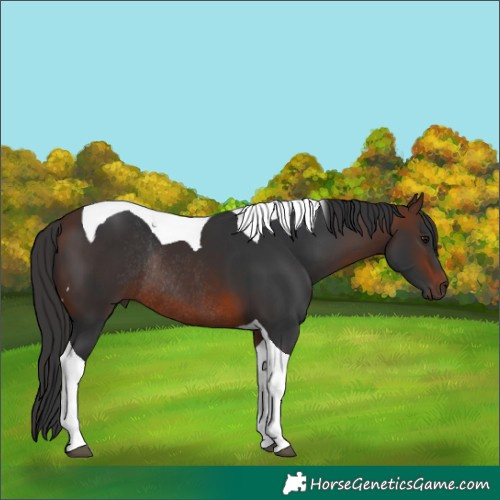 Horse Color:Unknown 