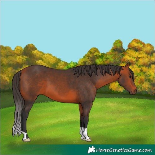 Horse Color:Bay 