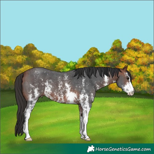 Horse Color:Unknown 