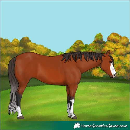 Horse Color:Unknown 