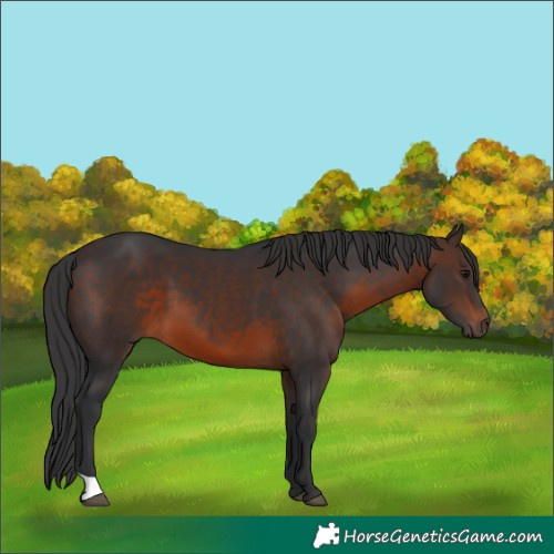 Horse Color:Brown 