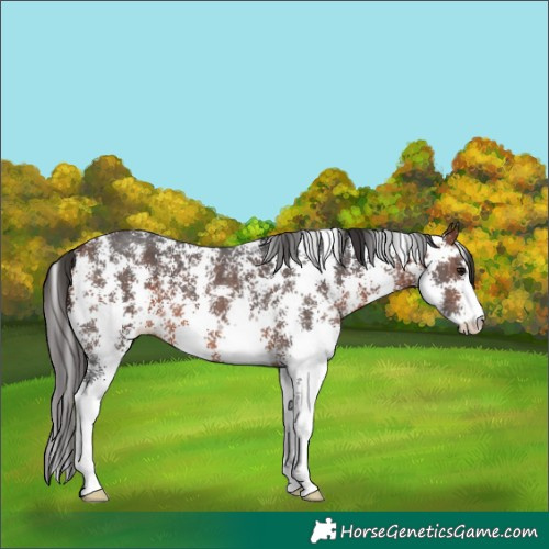 Horse Color:Unknown 
