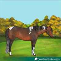 Horse Color:Bay Tobiano 