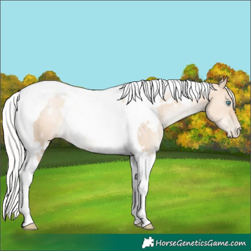 Horse Color:White Spotted Silver Classic Champagne Pearl Dun Tobiano Rabicano 