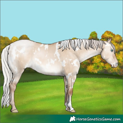 Horse Color:White Spotted Silver Brown Pearl Dun