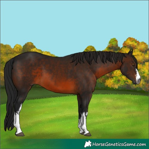 Horse Color:Gray White Spotted Bay