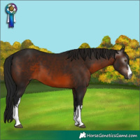 Horse Color:Gray White Spotted Bay