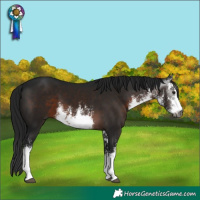 Horse Color:Gray White Spotted Brown 