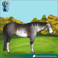 Horse Color:Gray White Spotted Brown 