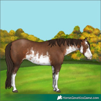 Horse Color:Gray White Spotted Brown Pearl 
