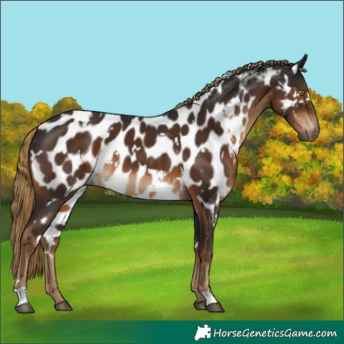 Horse Color:Gray White Spotted Liver Chestnut Appaloosa 