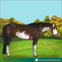 Horse Color:Gray White Spotted Brown