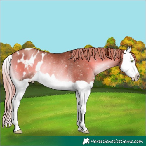 Horse Color:Liver Red Onyx Pearl Splash Appaloosa Rabicano 