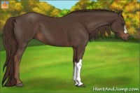 Horse Color:Liver Chestnut 