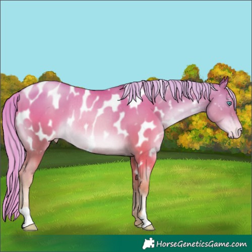 Horse Color:Gold Champagne Pearl Appaloosa Rabicano 