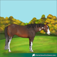 Horse Color:Bay Sabino 