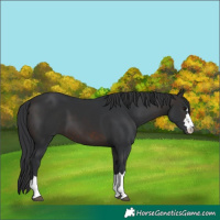 Horse Color:Brown 