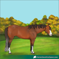 Horse Color:Bay Sabino 