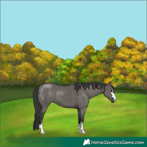 Horse Color:Grullo Mushroom