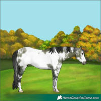 Horse Color:Gray White Spotted Grullo Frame Rabicano 
