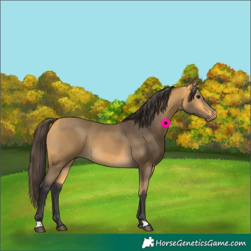 Horse Color:Buckskin 